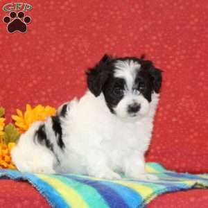 Rocky, Maltipoo Puppy